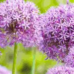 Comment protéger les bulbes d’Allium contre les rongeurs et les maladies ?