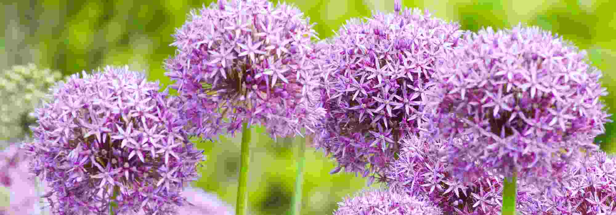 Comment protéger les bulbes d’Allium contre les rongeurs et les maladies ?