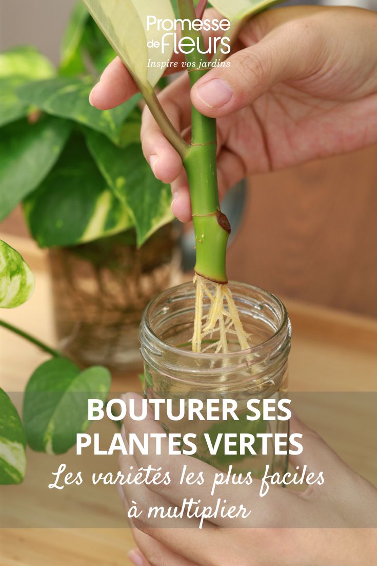 Bouturer ses plantes vertes les variétés les plus faciles à multiplier bouture de plante verte