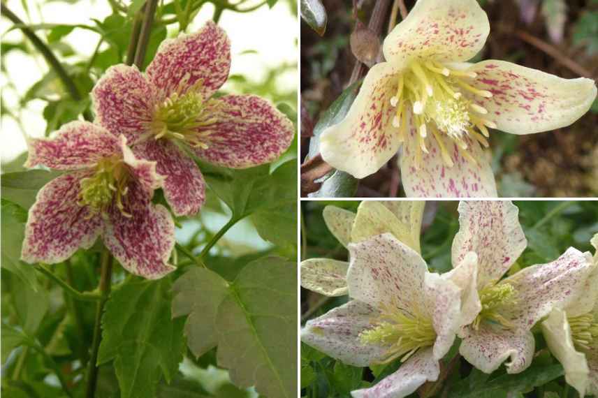 clematite tachetee