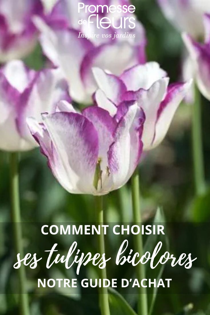 Comment choisir des tulipes bicolores pour une floraison éclatante au printemps tulipes bicolores guide d'achat