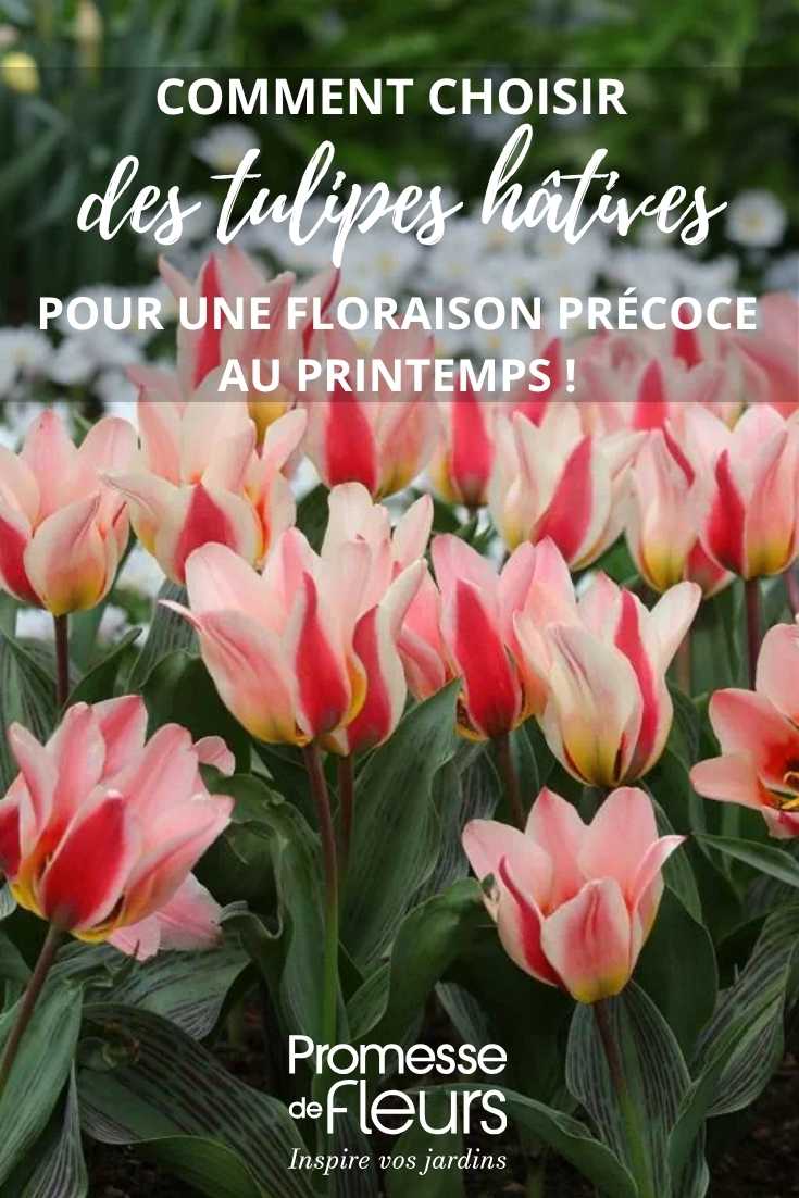 tulipes hatives