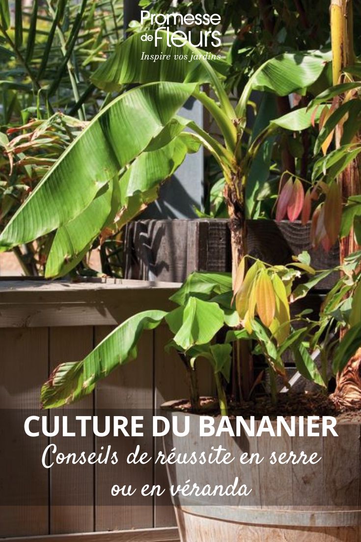 Comment cultiver un bananier en serre ou en véranda Conseils de réussite (1) un bananier en pot
