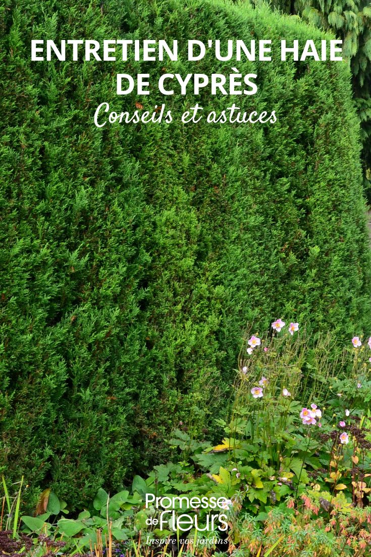 Comment entretenir une haie de cyprès pour la garder dense et régulière une haie de cyprès