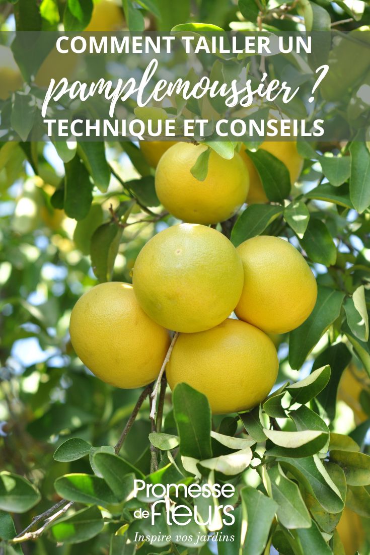 Comment tailler un pamplemoussier pamplemoussier