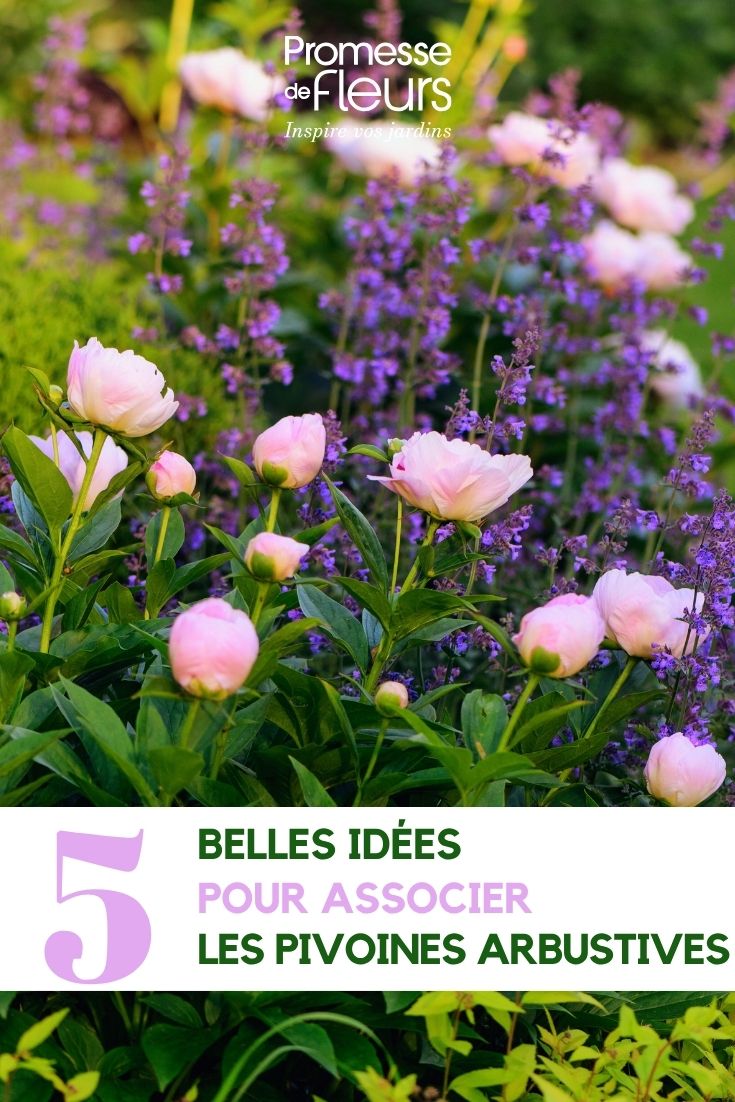 associer les pivoines arbustives pivoine rose poudré et agastache