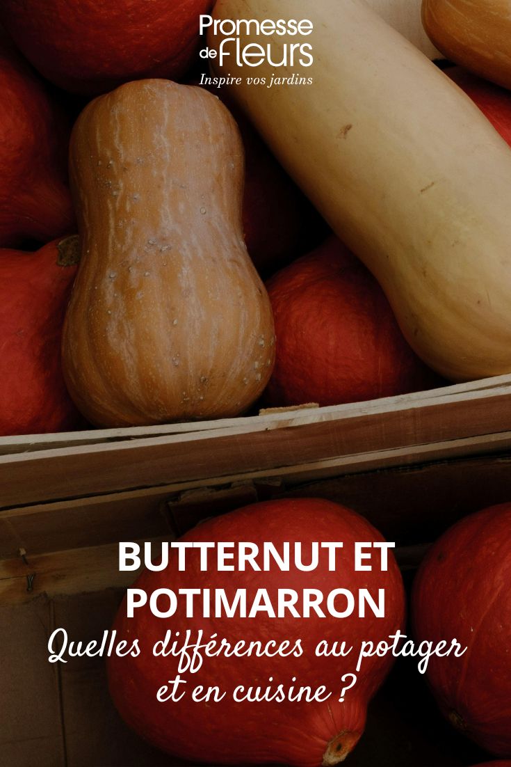 butternut et potimarron, quelles différences ? Courges butternut et potimarron