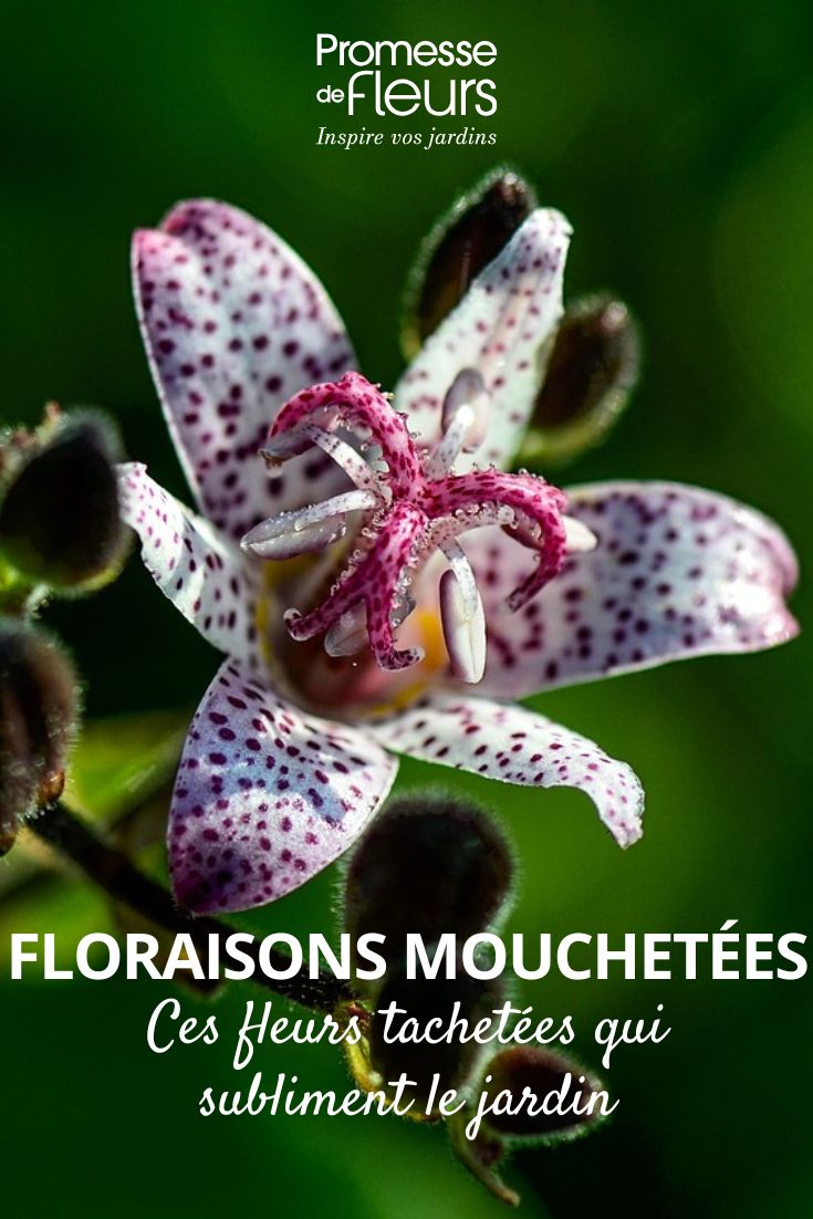 Floraisons mouchetées ces fleurs tachetées qui subliment le jardin tricyrtis hirta
