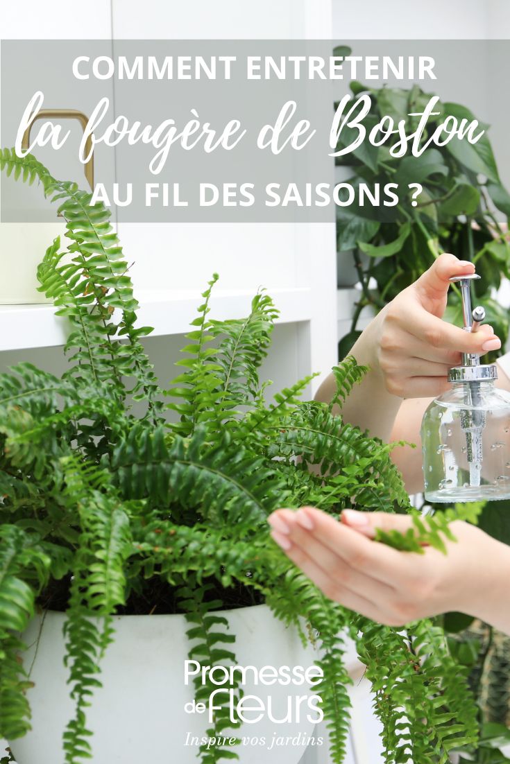 Fougère de Boston entretien au fil des saisons entretien Nephrolepis
