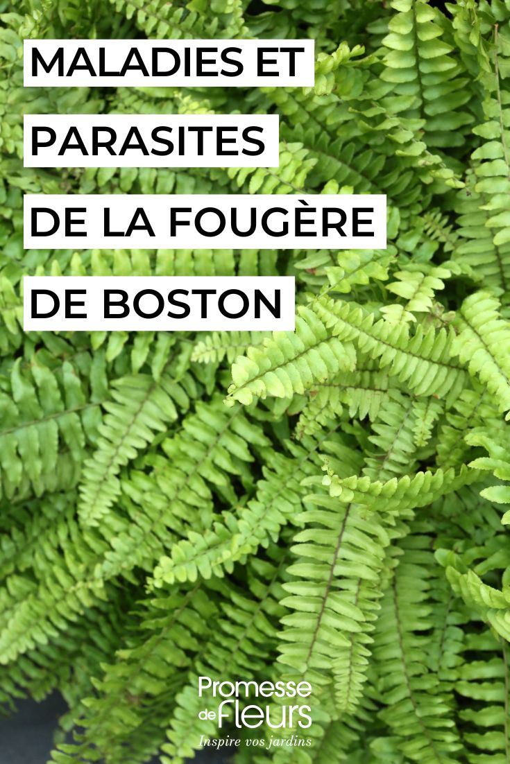 Fougère de Boston en intérieur maladies et parasites courants Nephrolepis