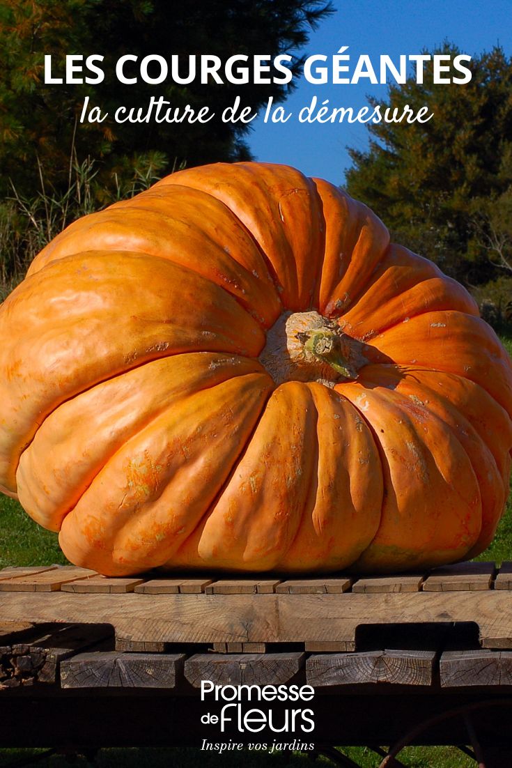 Les courges géantes la culture de la démesure citrouille géante