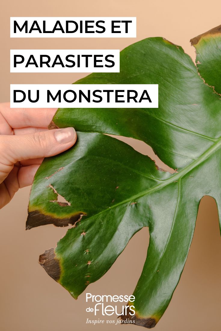 Les maladies et parasites du Monstera feuille de monstera malade