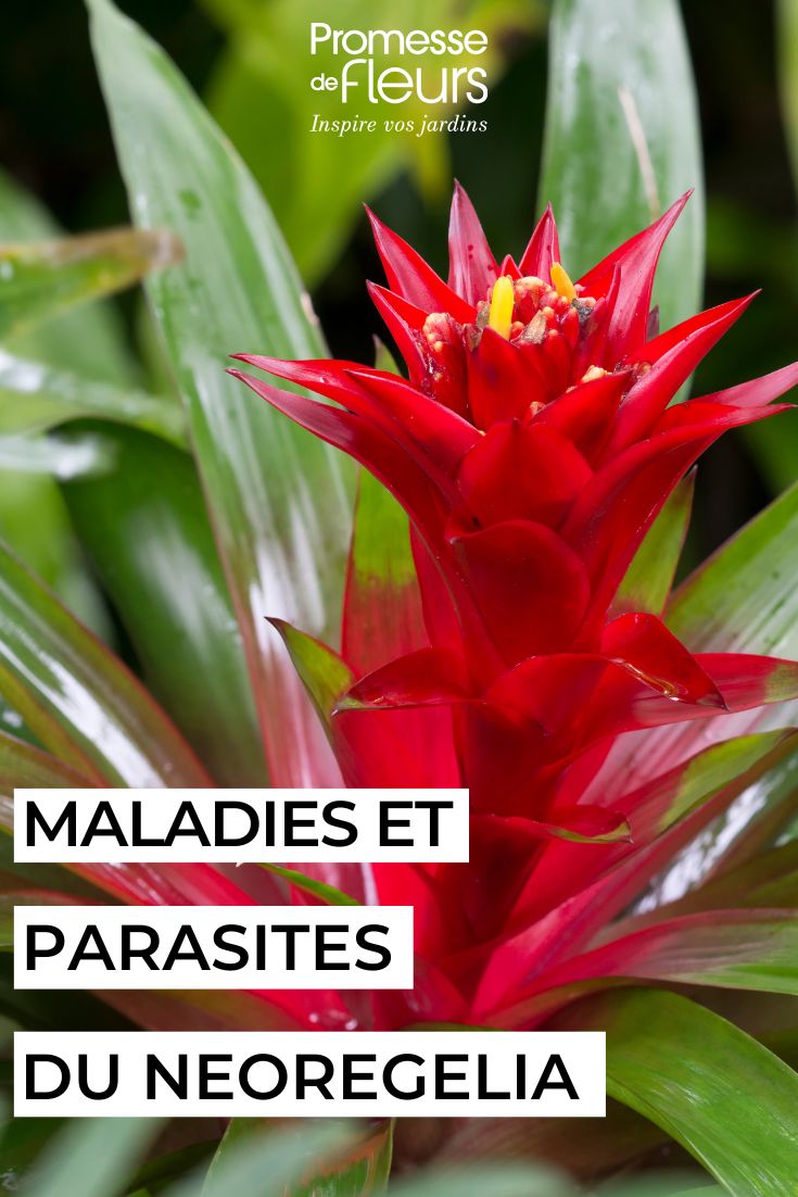 Les maladies et parasites du Neoregelia soigner le NEOREGELIA