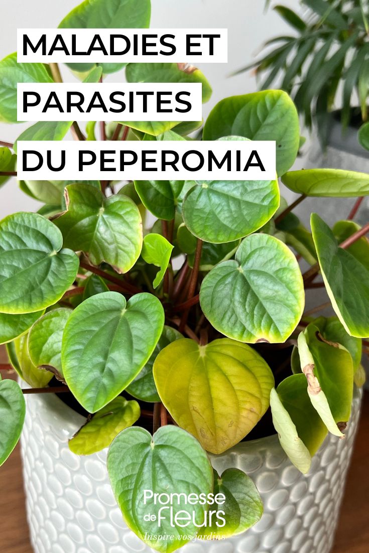 Les maladies et parasites du Peperomia soigner le peperomia