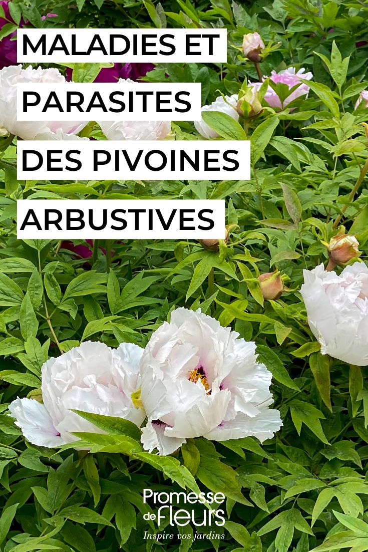 Maladies et parasites des pivoines arbustives soigner les pivoines arbustives