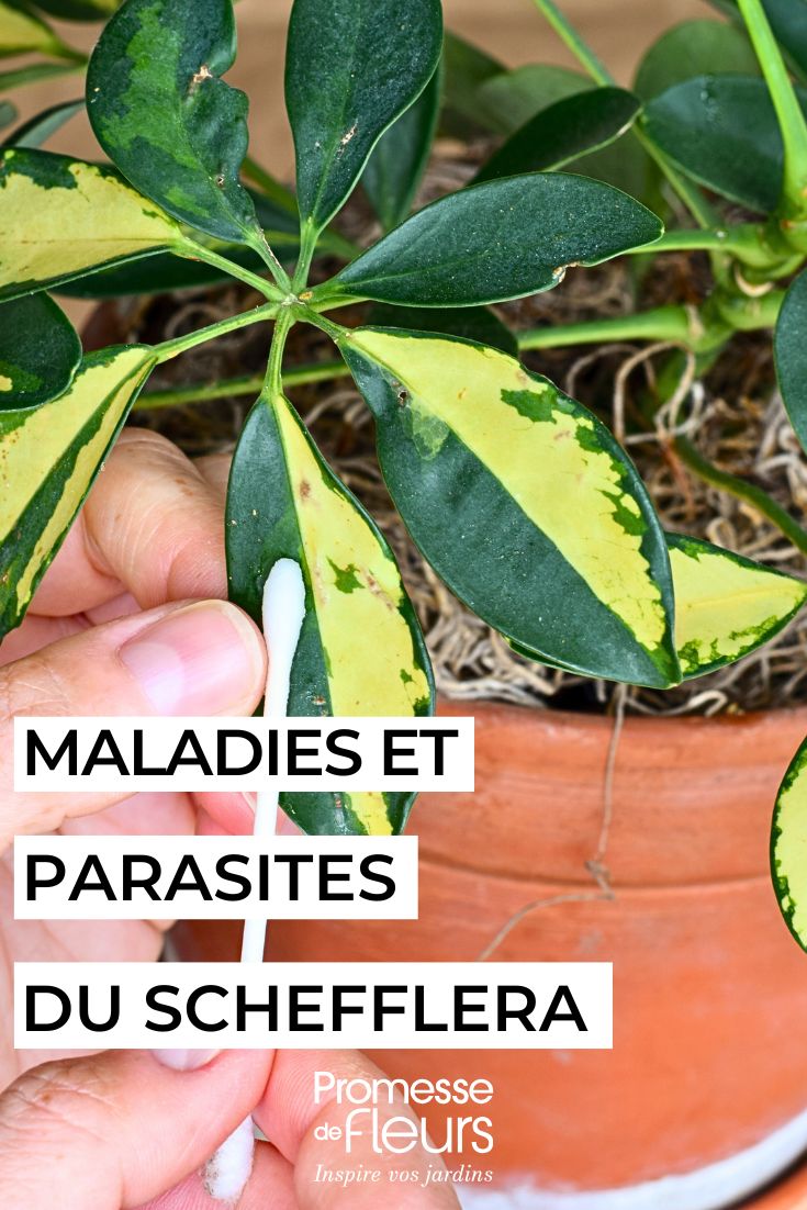 Maladies et parasites du Schefflera maladies parasites Schefflera