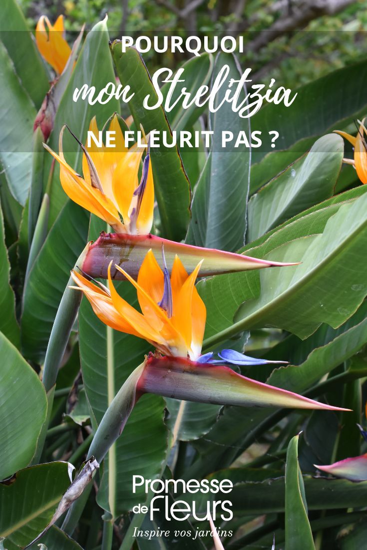 floraison oiseau de paradis