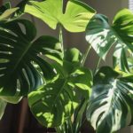 Monstera : l’entretien au fil des saisons