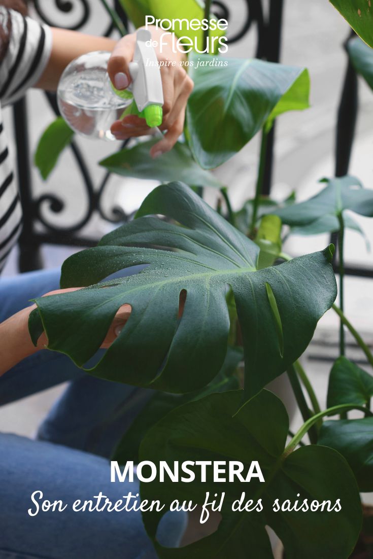 Monstera l’entretien au fil des saisons entretient du monstera