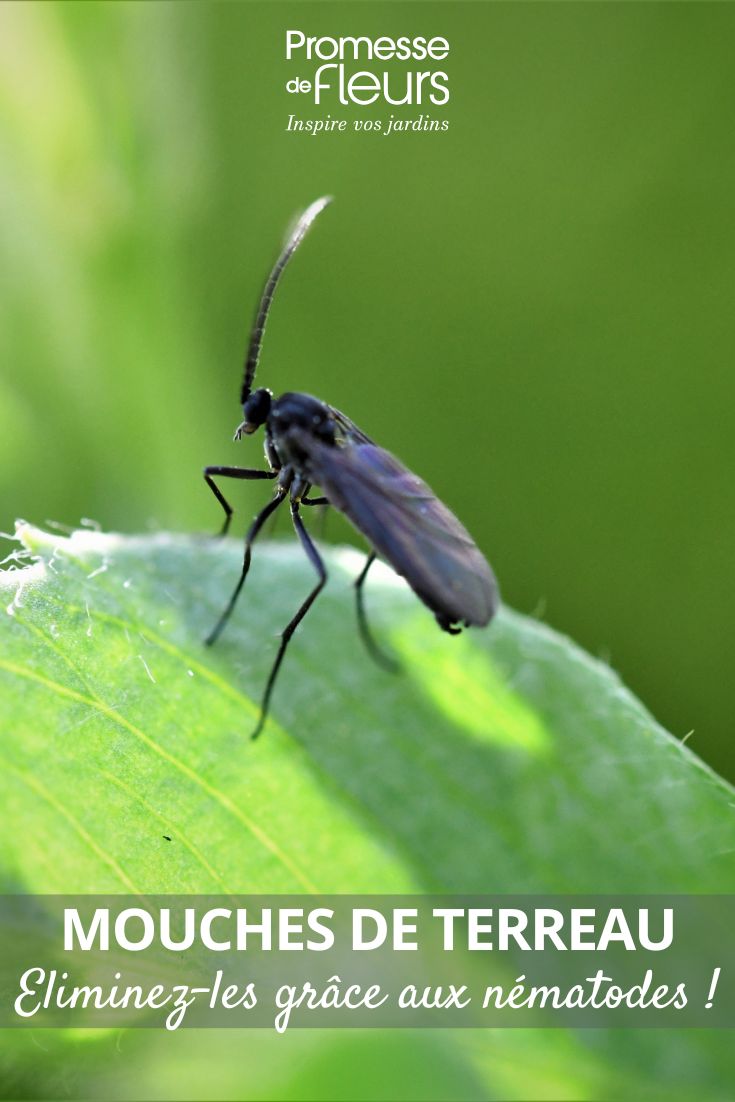 Mouches de terreau éliminez-les grâce aux nématodes ! sciarides
