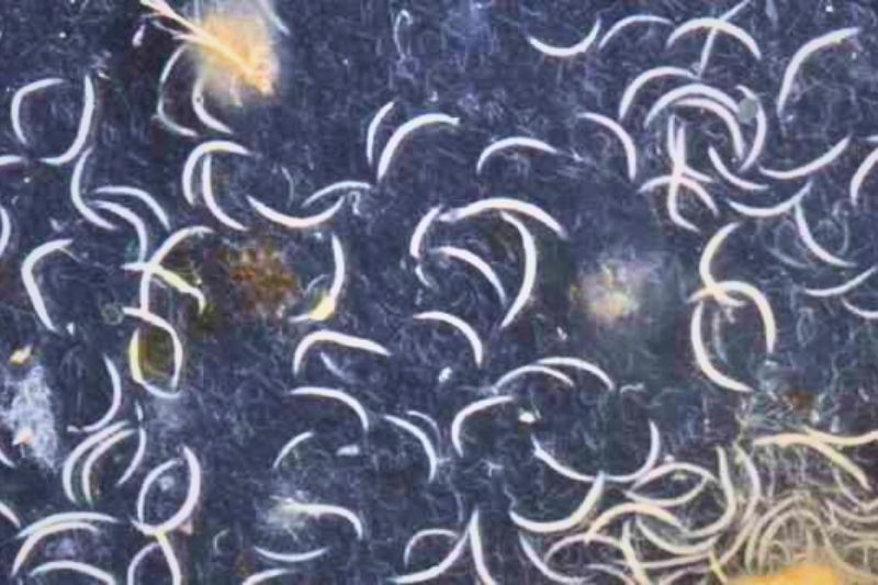 Nematodes are tiny microscopic worms that parasitise the larvae of gnats