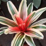 Neoregelia : l’entretien au fil des saisons