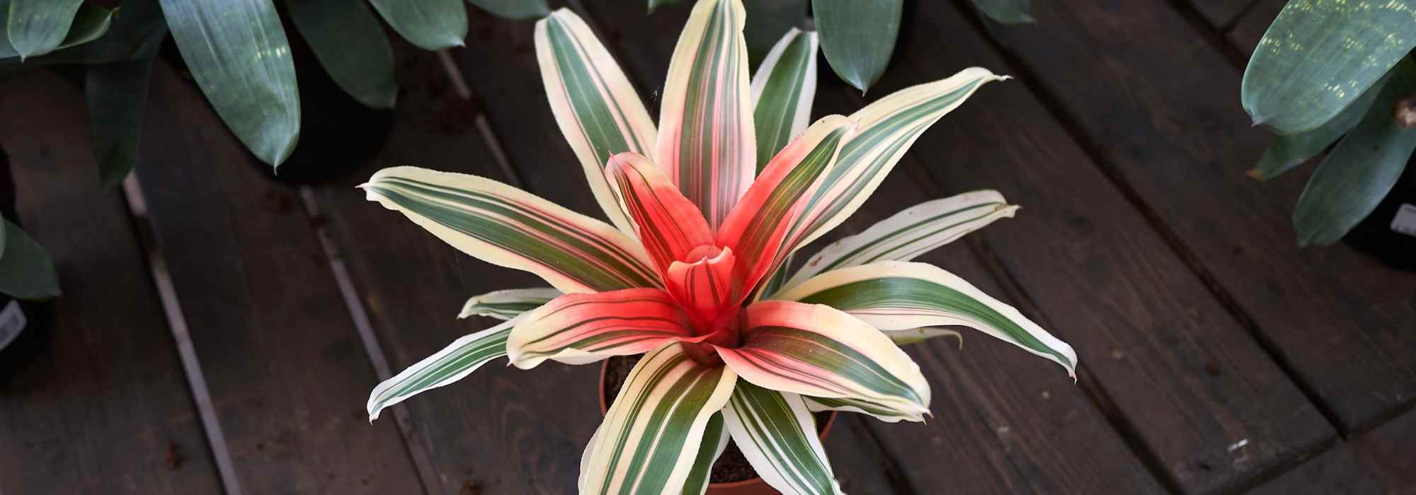 Neoregelia : l’entretien au fil des saisons