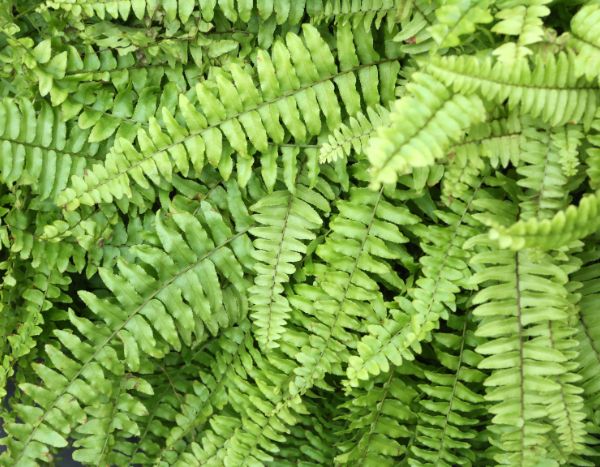 Comment multiplier la fougère de Boston ou Nephrolepis ?