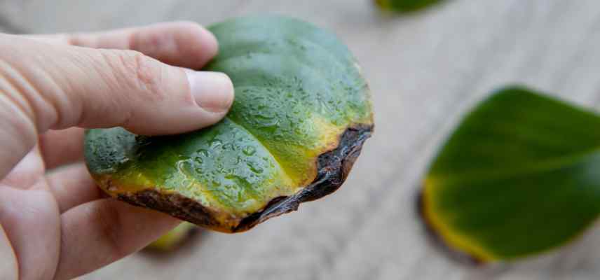 peperomia maladie soigner