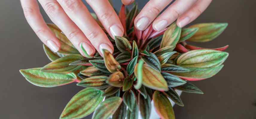 soins Peperomia