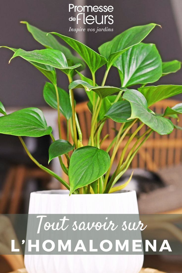 Tout savoir sur l'Homalomena Homalomena