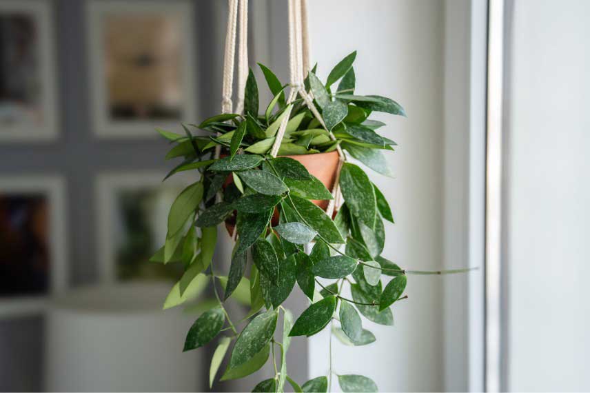 Suspension Hoya plante d'intérieur macramé
