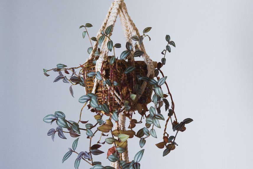 Misere, plante d'intérieur suspendue