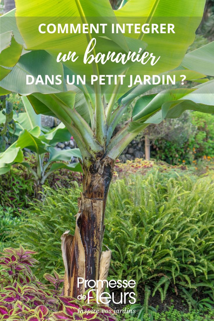 Un bananier dans un petit jardin nos idées pour bien l'intégrer integrer bananier dans un petit jardin cour patio