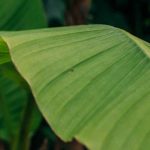 Un bananier dans un petit jardin ? nos idées pour bien l'intégrer