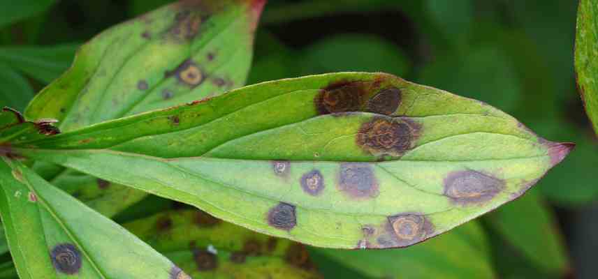 pourriture grise pivoine