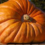 Les courges géantes : la culture de la démesure