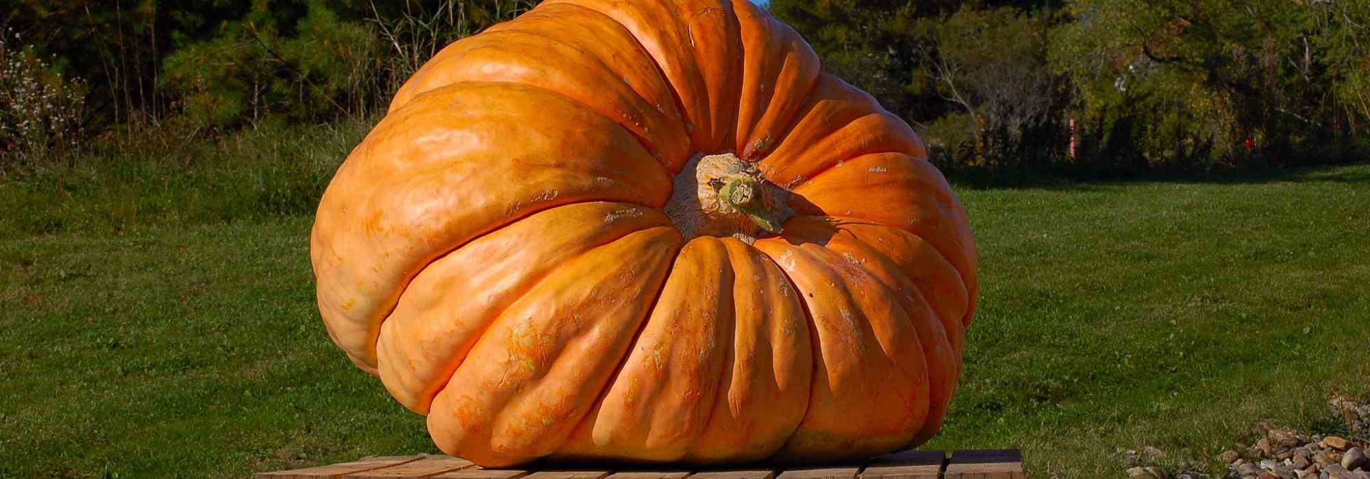Les courges géantes : la culture de la démesure