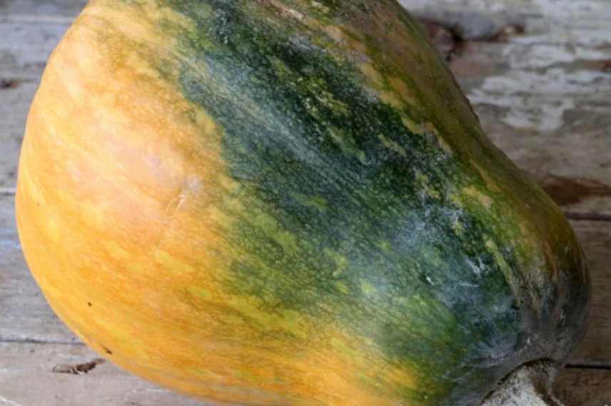 courges rares