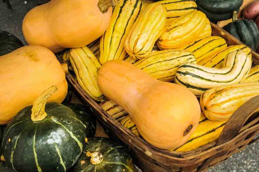 la grande famille des courges