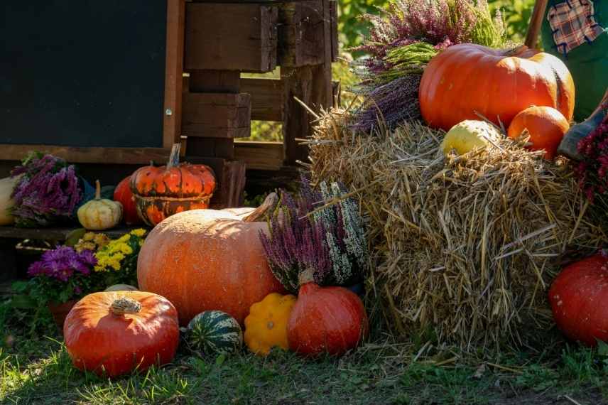 courges géantes fête