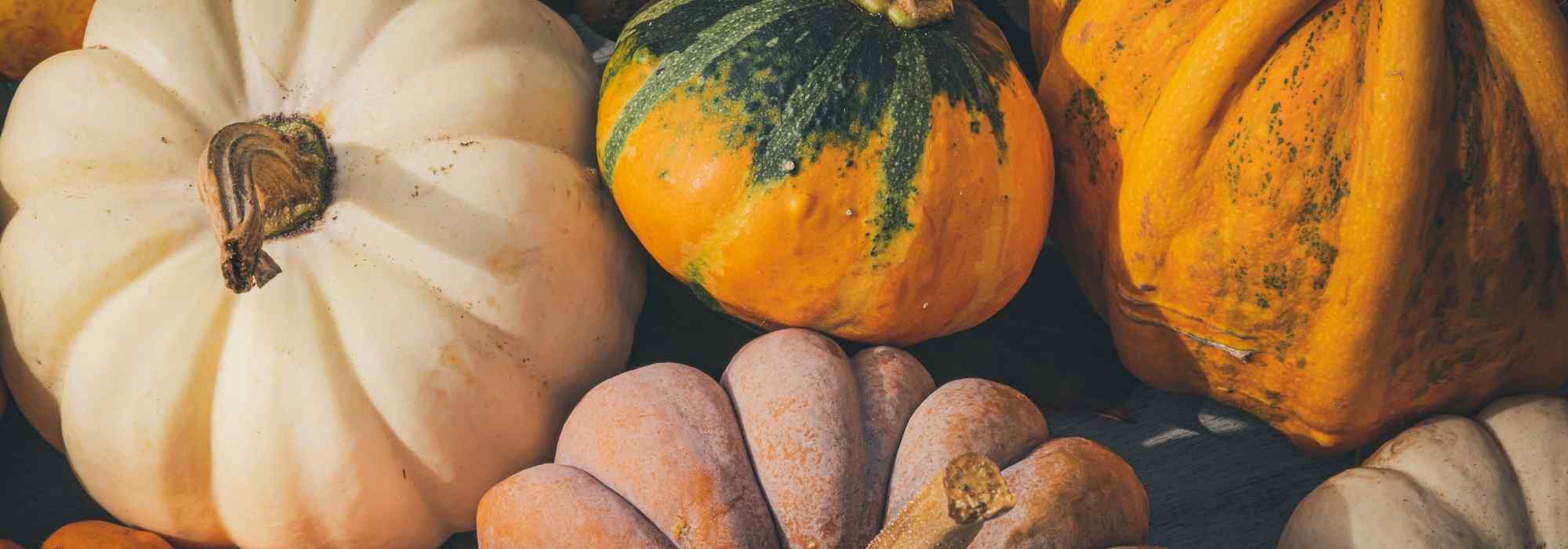 Courges méconnues ou oubliées : des trésors pour le potager