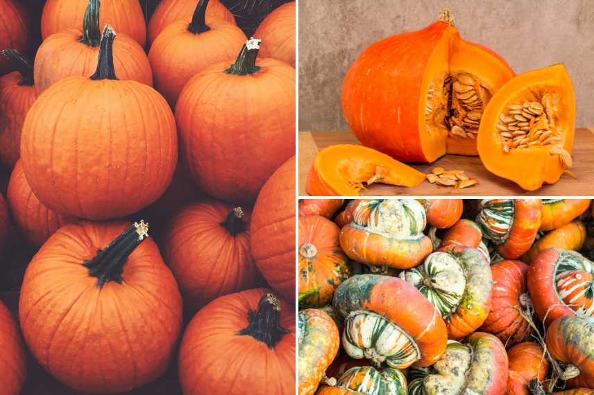 famille des courges (cucurbita maxima)
