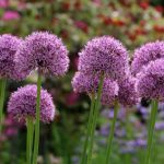 Comment multiplier les alliums par division de bulbes?