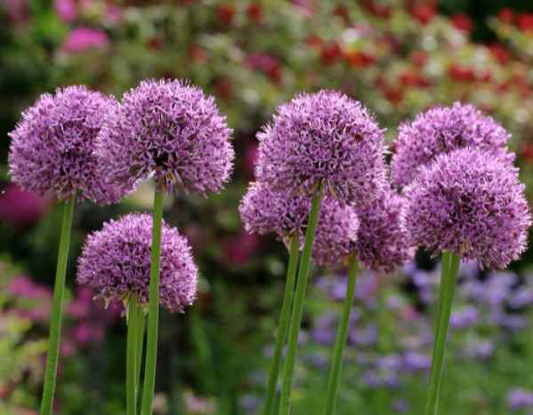 Comment multiplier les alliums par division de bulbes?