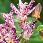 Les plantes à floraisons mouchetées
