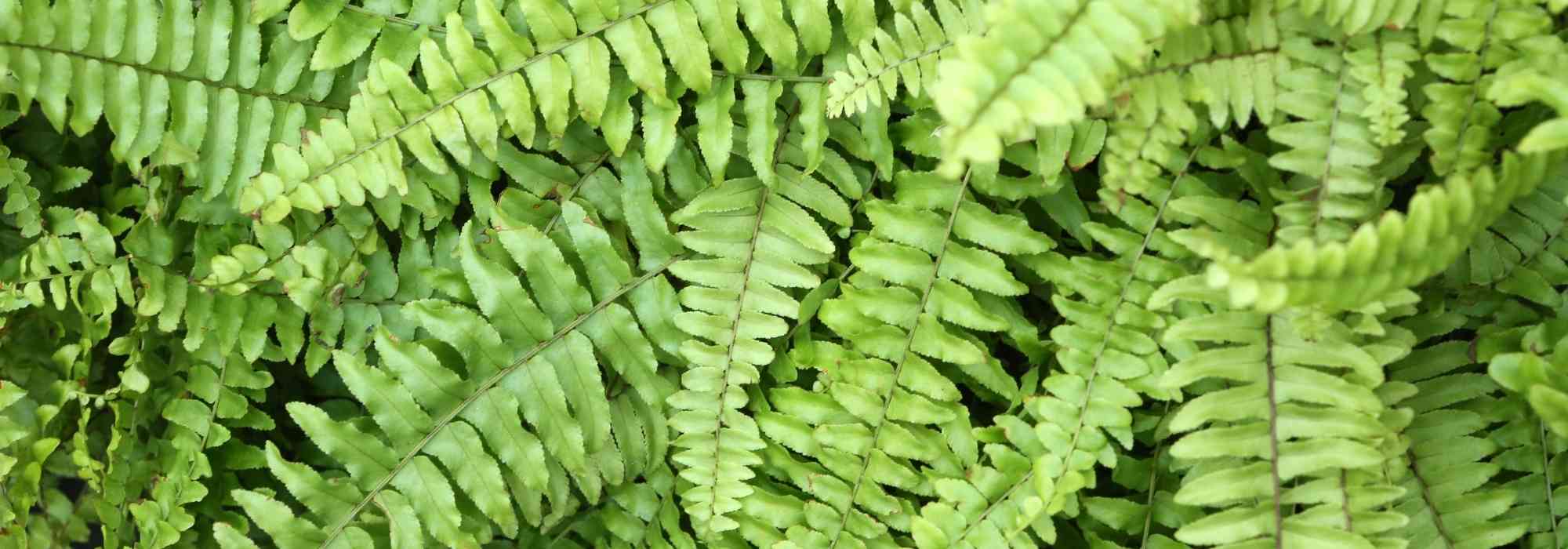 Fougère de Boston (Nephrolepis) : son entretien au fil des saisons