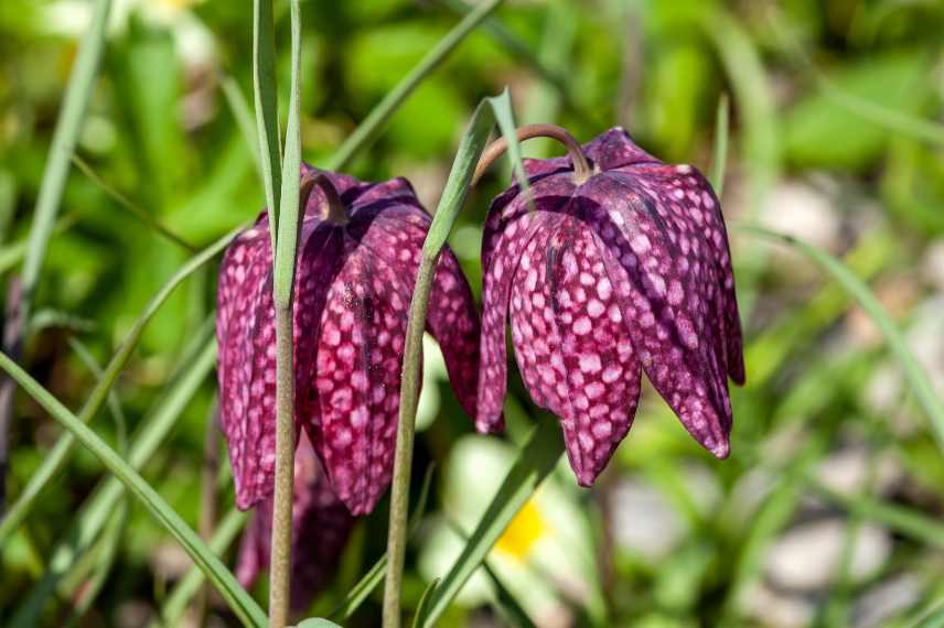 fritillaire pintade