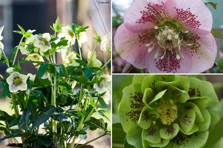 fleur tachetees
