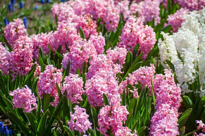 des jacinthes roses et blanches au jardin